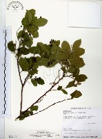 灰木藏品圖，第1張