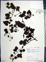 漢氏山葡萄藏品圖，第1張