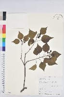 烏臼藏品圖，第1張