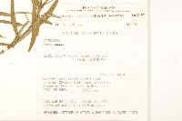 窄葉黃菀藏品圖，第2張