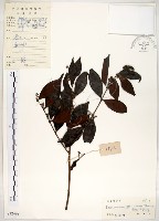 十子木、加入舅藏品圖，第1張