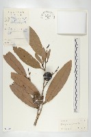 牛筋樹藏品圖，第1張