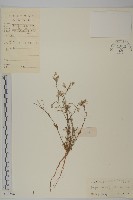 白鼓釘藏品圖，第1張