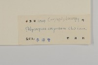 白鼓釘藏品圖，第3張