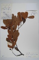 裏白瓜馥木藏品圖，第1張