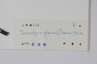 裏白瓜馥木藏品圖，第2張