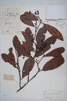 豆腐果藏品圖，第1張