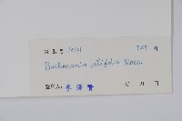 豆腐果藏品圖，第2張