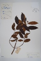 山橙藏品圖，第1張