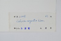 青葙藏品圖，第2張