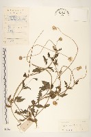 長柄菊藏品圖，第1張