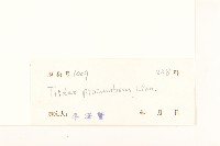 長柄菊藏品圖，第3張