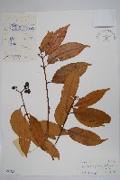 仔欖樹藏品圖，第1張