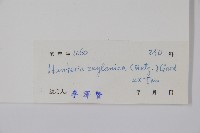 仔欖樹藏品圖，第2張