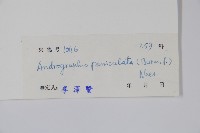 穿心蓮藏品圖，第2張