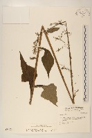 穿心蓮藏品圖，第3張