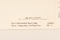 穿心蓮藏品圖，第5張