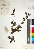 苦林盤藏品圖，第1張