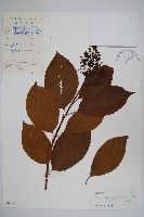 厚殼樹藏品圖，第1張