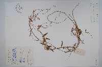 海南杯冠藤藏品圖，第1張