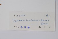 海南杯冠藤藏品圖，第2張