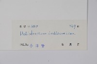 狗尾草藏品圖，第2張