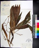 番仔林投藏品圖，第1張