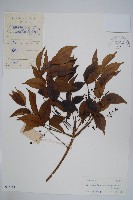 野漆、木臘樹藏品圖，第1張