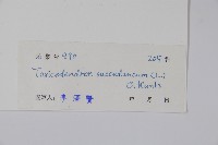 野漆、木臘樹藏品圖，第2張