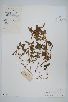 野莧菜藏品圖，第1張