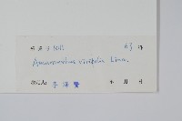 野莧菜藏品圖，第2張