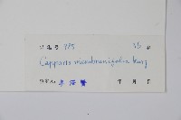 雷公桔藏品圖，第2張