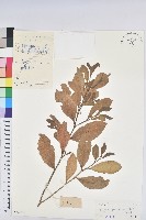 白樹藏品圖，第1張