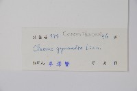 白花菜藏品圖，第2張