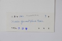 山椒子藏品圖，第2張