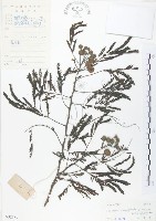 銀合歡藏品圖，第1張