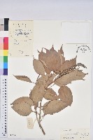 尾葉石櫟藏品圖，第1張