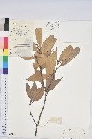 細刺栲藏品圖，第1張