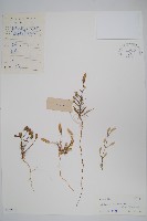 針葉莧藏品圖，第1張