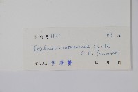 針葉莧藏品圖，第2張