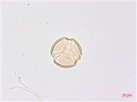 高地山香圓藏品圖，第1張