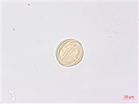 高地山香圓藏品圖，第3張