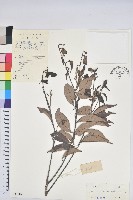 短穗石櫟藏品圖，第1張