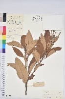 瓊崖石櫟藏品圖，第1張