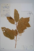 六萼藤藏品圖，第1張