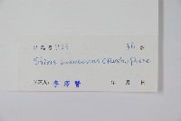 六萼藤藏品圖，第2張