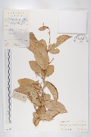 登錄號:S032590藏品圖，第1張