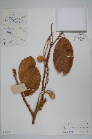 六萼藤藏品圖，第1張