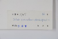 六萼藤藏品圖，第2張