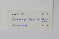 多子漿果莧藏品圖，第2張